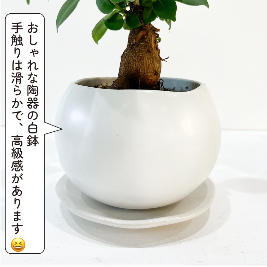 ガジュマル 観葉植物 3号 ミニ 卓上 室内 幸せの木 多幸の木