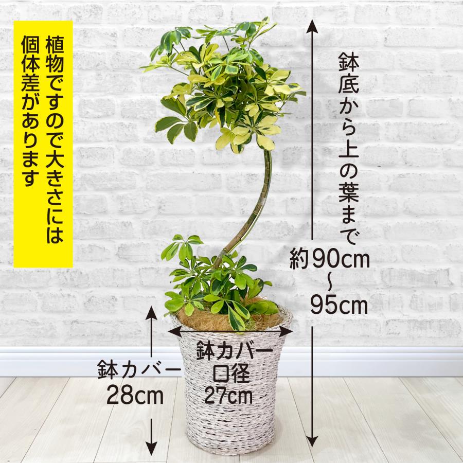 シェフレラ ハッピーイエロー 斑入り観葉植物 7号鉢 カポック 明るい葉