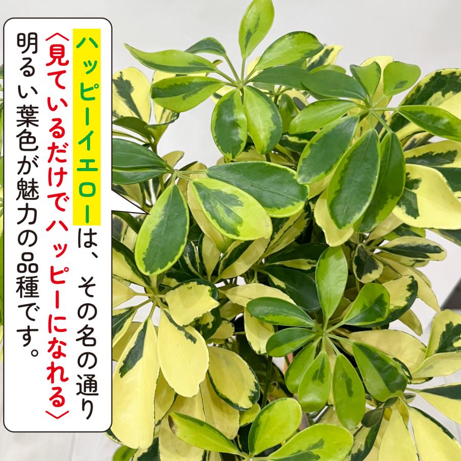 シェフレラ ハッピーイエロー 斑入り観葉植物 7号鉢 カポック 明るい葉