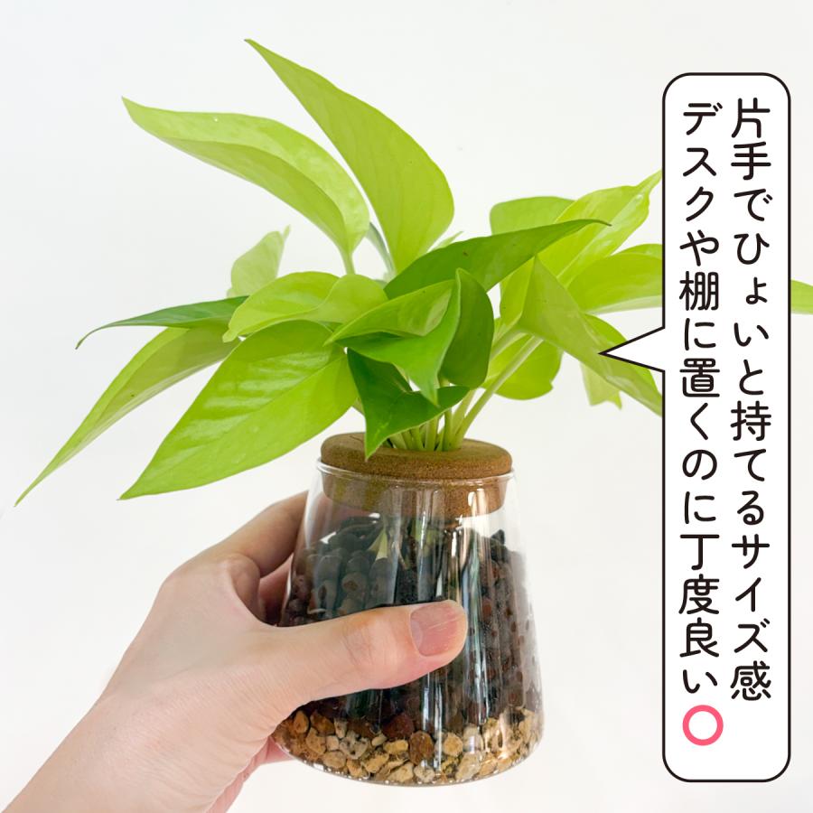 ハイドロカルチャー ポトス ライム 観葉植物 土を使わない ガラス