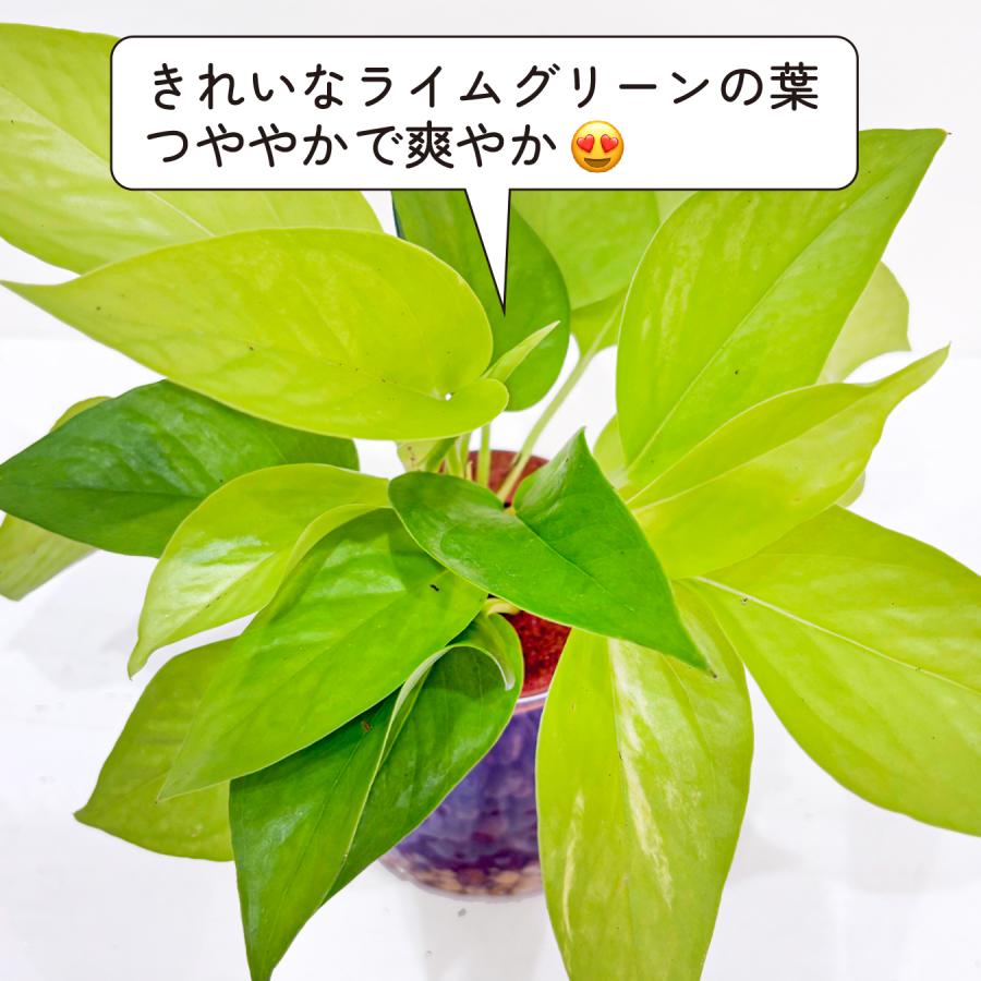 ハイドロカルチャー ポトス ライム 観葉植物 土を使わない ガラス