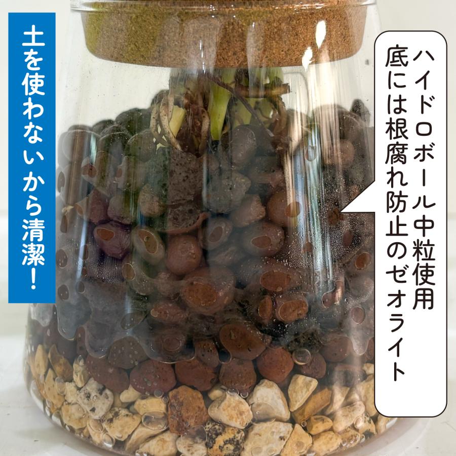ハイドロカルチャー ポトス ライム 観葉植物 土を使わない ガラス