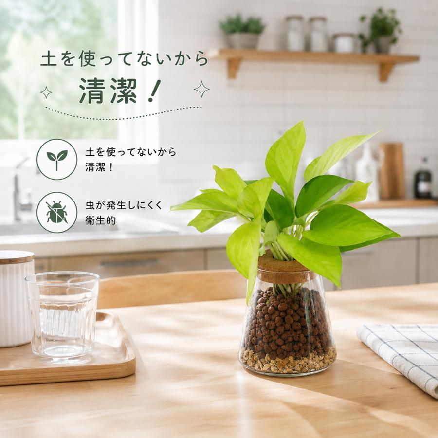 ハイドロカルチャー ポトス ライム 観葉植物 土を使わない ガラス