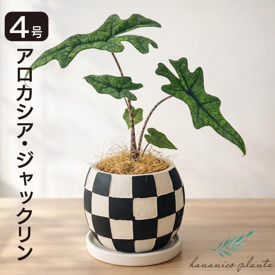 【希少/斑入り】アロカシア ジャックリン ミスティック 芋 アロカシア ジャックリン 観葉植物 4号｜希少 珍しい 個性的な葉姿