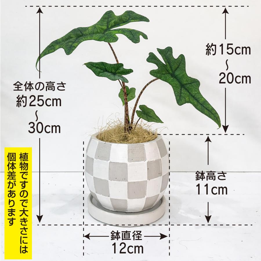 アロカシア ジャックリン 観葉植物 4号｜希少 珍しい 個性的な葉姿