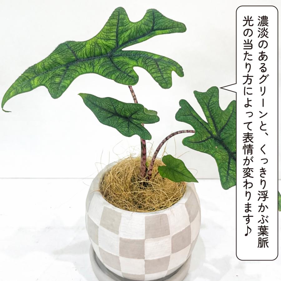 アロカシア ジャックリン 観葉植物 4号｜希少 珍しい 個性的な葉姿