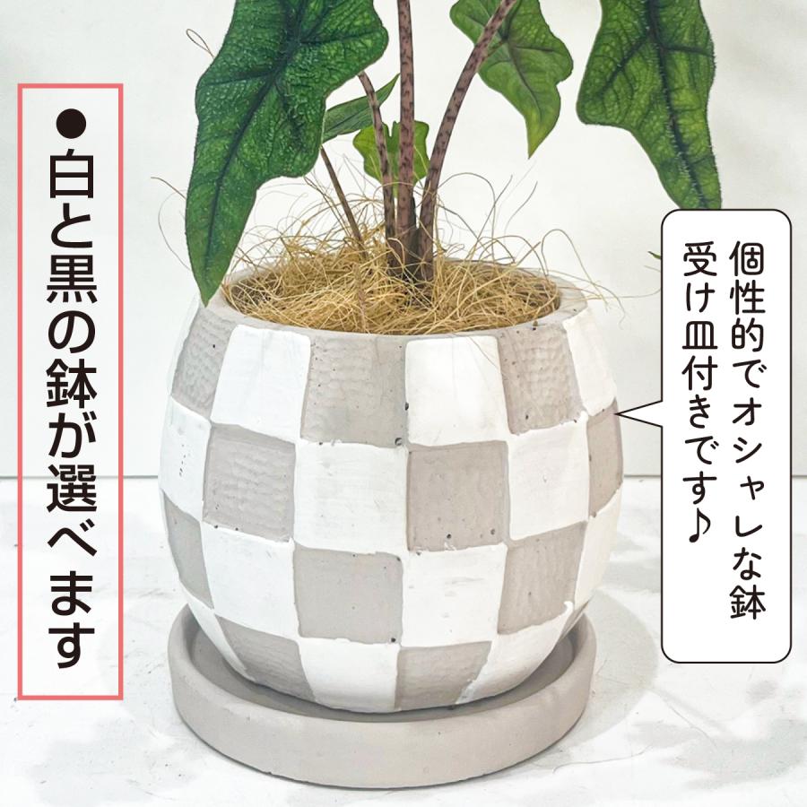 【希少/斑入り】アロカシア ジャックリン ミスティック 芋 アロカシア・ジャックリン｜こだわらないひと