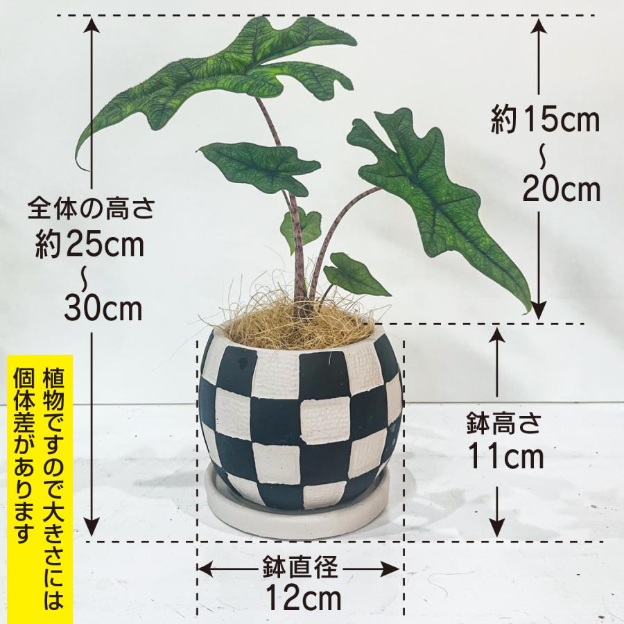 【希少/斑入り】アロカシア ジャックリン ミスティック 芋 アロカシア ジャックリン 観葉植物 4号｜希少 珍しい 個性的な葉姿
