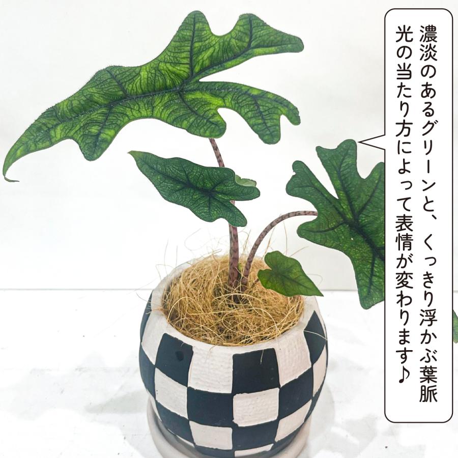 アロカシア ジャックリン 観葉植物 4号｜希少 珍しい 個性的な葉姿