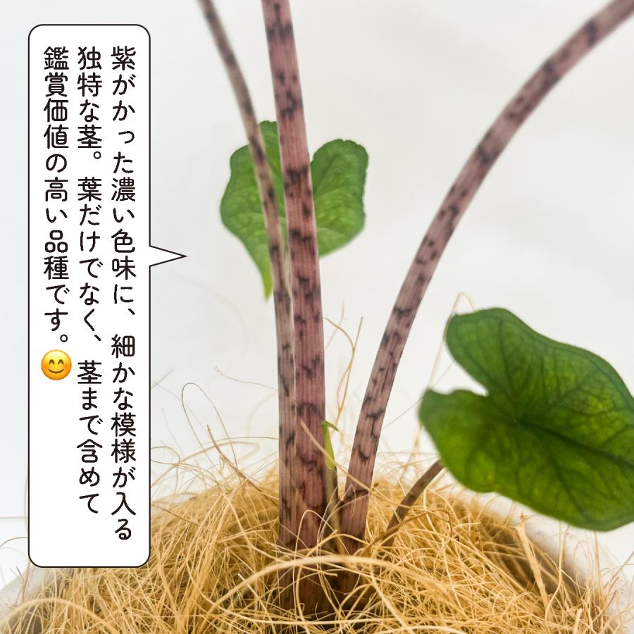 アロカシア ジャックリン 観葉植物 4号｜希少 珍しい 個性的な葉姿