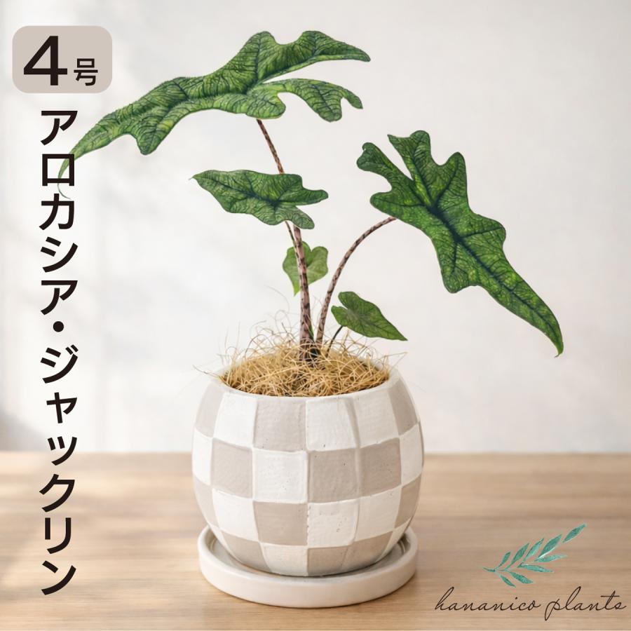 アロカシア ジャックリン 観葉植物 4号｜希少 珍しい 個性的な葉姿