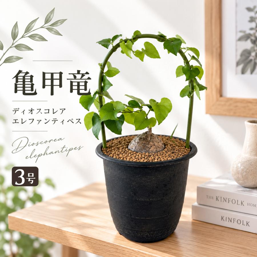 AYZ様専用】 az様専用 りんご箱 木箱 楽天市場】【2箱セット 送料無料