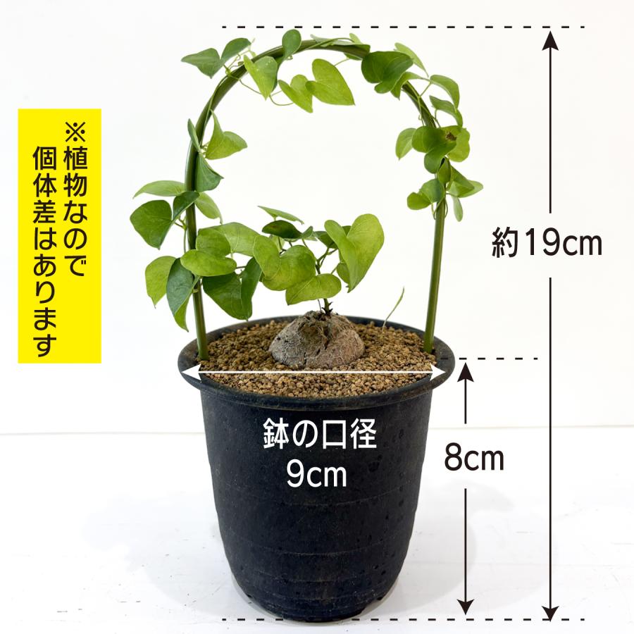 hananico 亀甲竜 ディオスコレア・エレファンティペス 3号 塊根植物