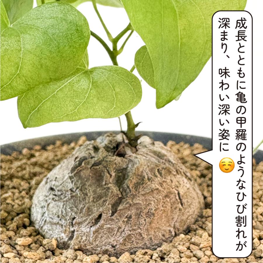 hananico 亀甲竜 ディオスコレア・エレファンティペス 3号 塊根植物