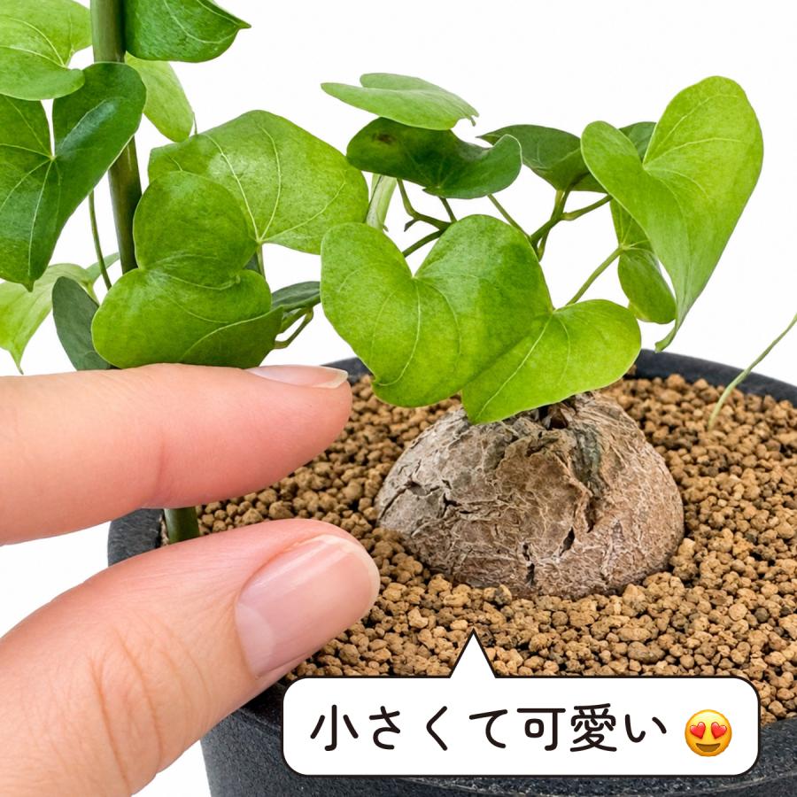 hananico 亀甲竜 ディオスコレア・エレファンティペス 3号 塊根植物