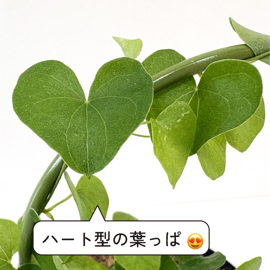 hananico 亀甲竜 ディオスコレア・エレファンティペス 3号 塊根植物