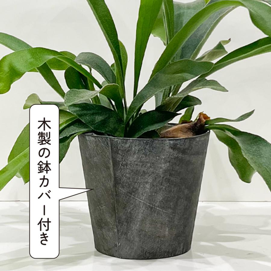 コウモリラン アルシコルネ 4.5号鉢 ビカクシダ 観葉植物 おしゃれ