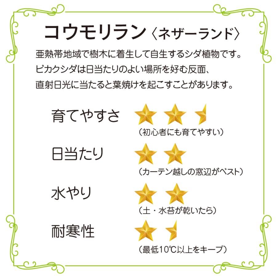 コウモリラン ビカクシダ 苔玉 観葉植物 おしゃれ かわいい吊るす