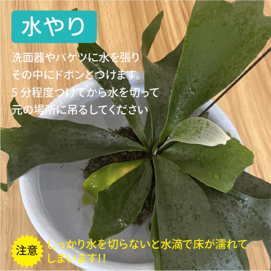 コウモリラン ビカクシダ 苔玉 観葉植物 おしゃれ かわいい吊るす