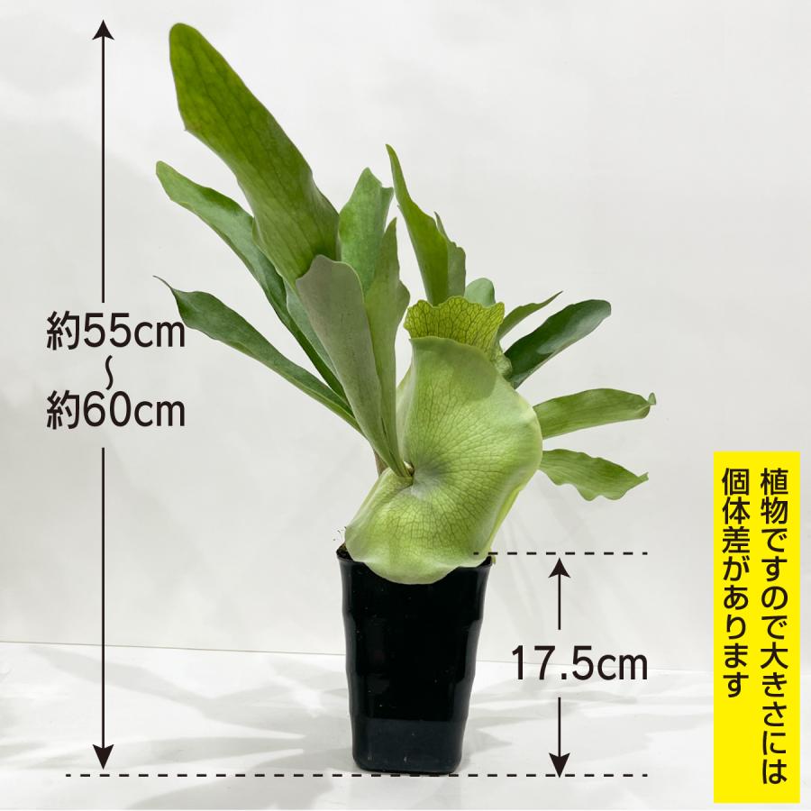 ビカクシダ コウモリラン 大株　ビフルカツム コウモリラン ビフルカツム（ビカクシダ）大株 観葉植物 プラティ