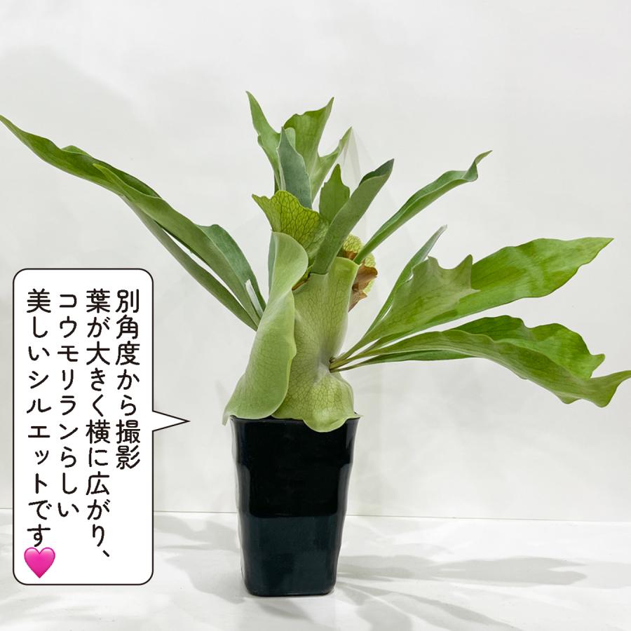 コウモリラン ビフルカツム（ビカクシダ）大株 観葉植物 プラティ