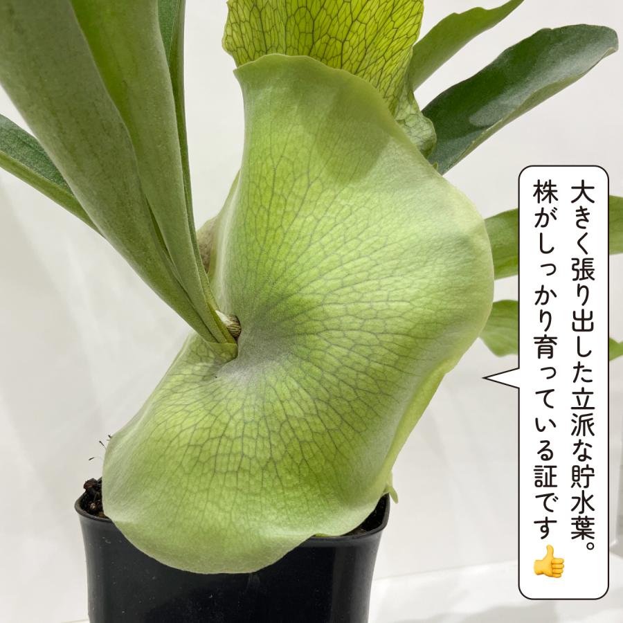 コウモリラン ビフルカツム（ビカクシダ）大株 観葉植物 プラティ