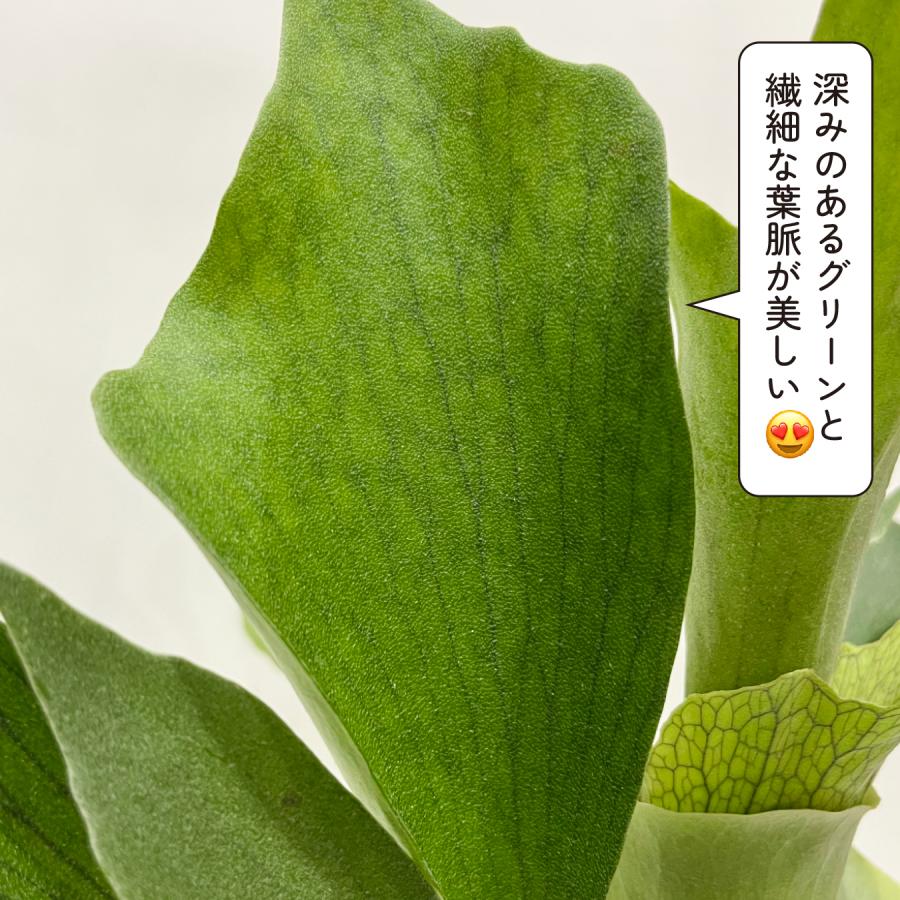 コウモリラン ビフルカツム（ビカクシダ）大株 観葉植物 プラティ
