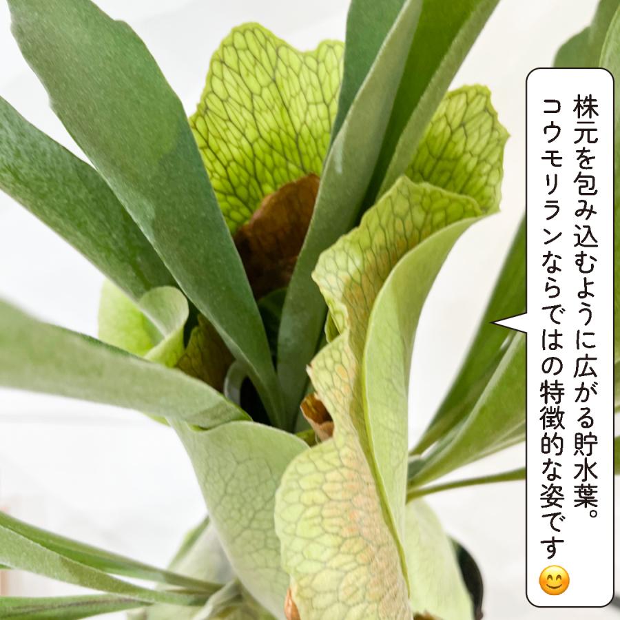 コウモリラン ビフルカツム（ビカクシダ）大株 観葉植物 プラティ