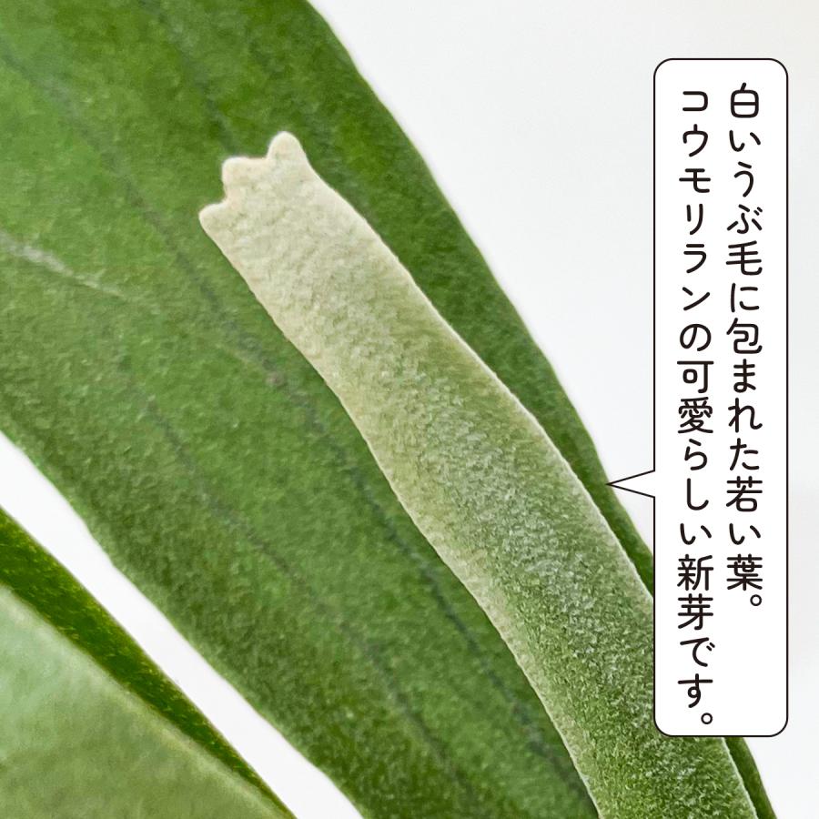コウモリラン ビフルカツム（ビカクシダ）大株 観葉植物 プラティ