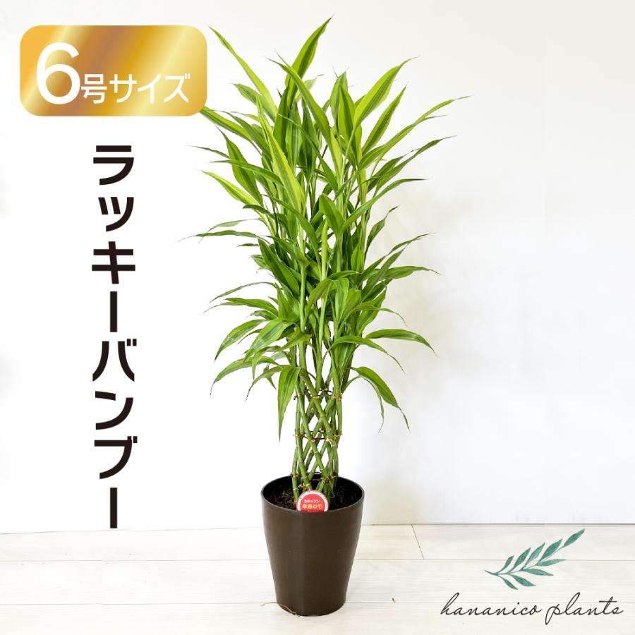 ラッキーバンブー 縁起が良い 風水パワー ミリオンバンブー 観葉植物