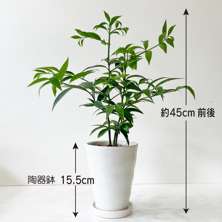 なぎの木 幸運を呼ぶ植物 ポドカルプス 観葉植物 魔除け 梛木 やすらぎ