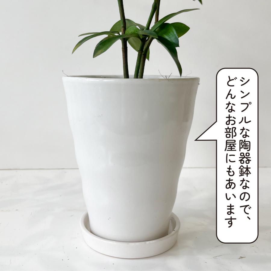 なぎの木 幸運を呼ぶ植物 ポドカルプス 観葉植物 魔除け 梛木 やすらぎ