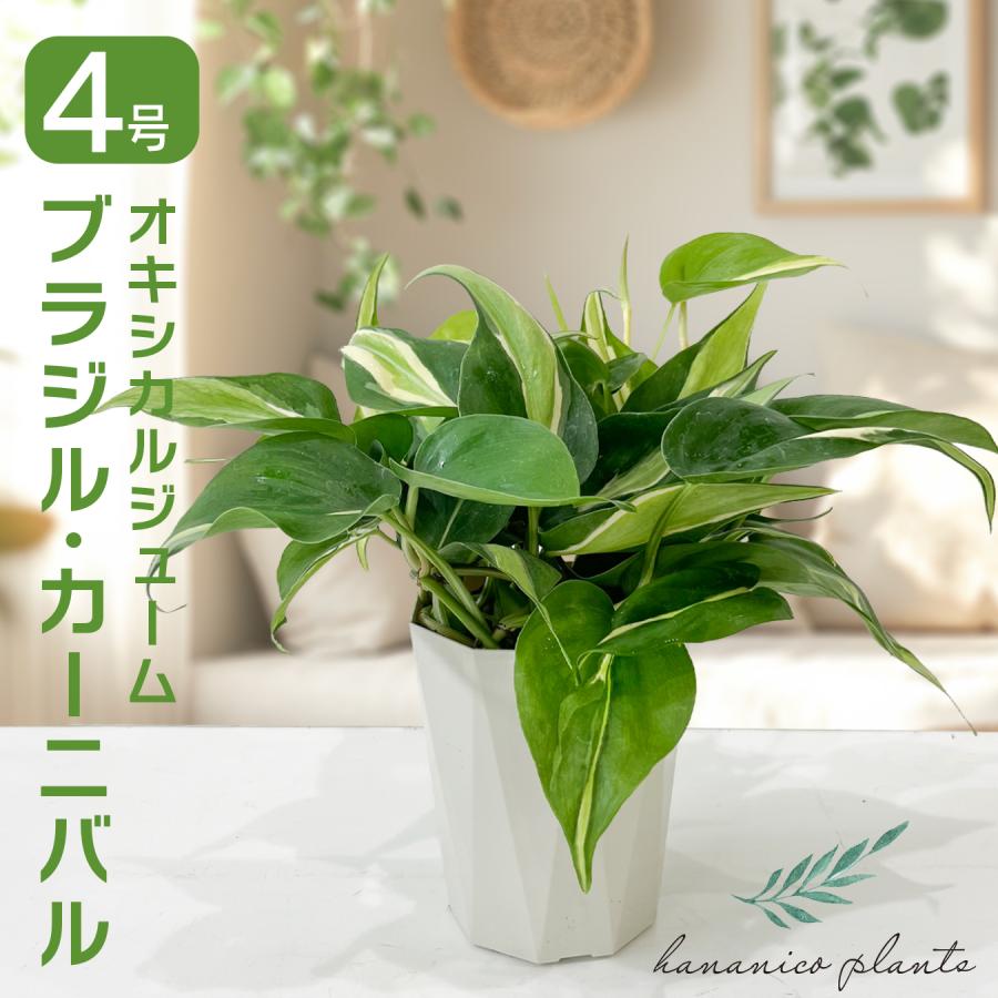 オキシカルジューム ブラジルカーニバル 観葉植物 鮮やかな葉色 斑入り