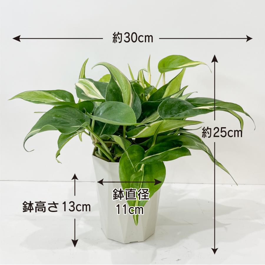 オキシカルジューム ブラジルカーニバル 観葉植物 鮮やかな葉色 斑入り 
