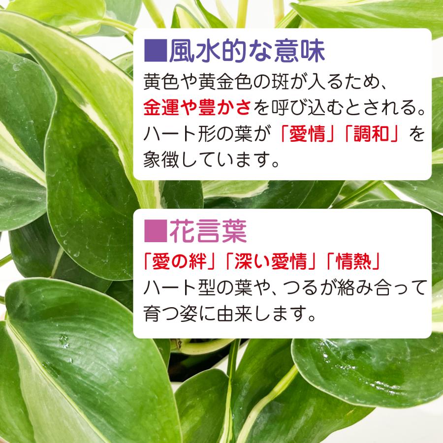 オキシカルジューム ブラジルカーニバル 観葉植物 鮮やかな葉色 斑入り 