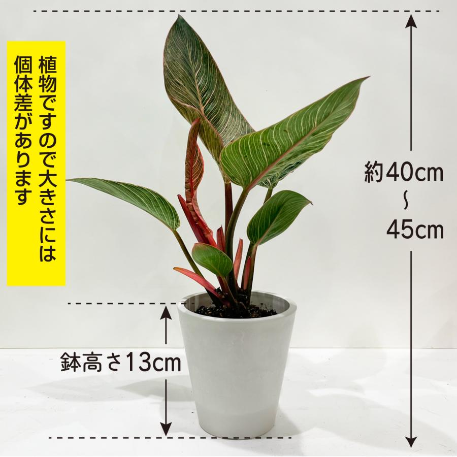 フィロデンドロン ピンクバーキン 4号 観葉植物 斑入り 珍しい ピンク