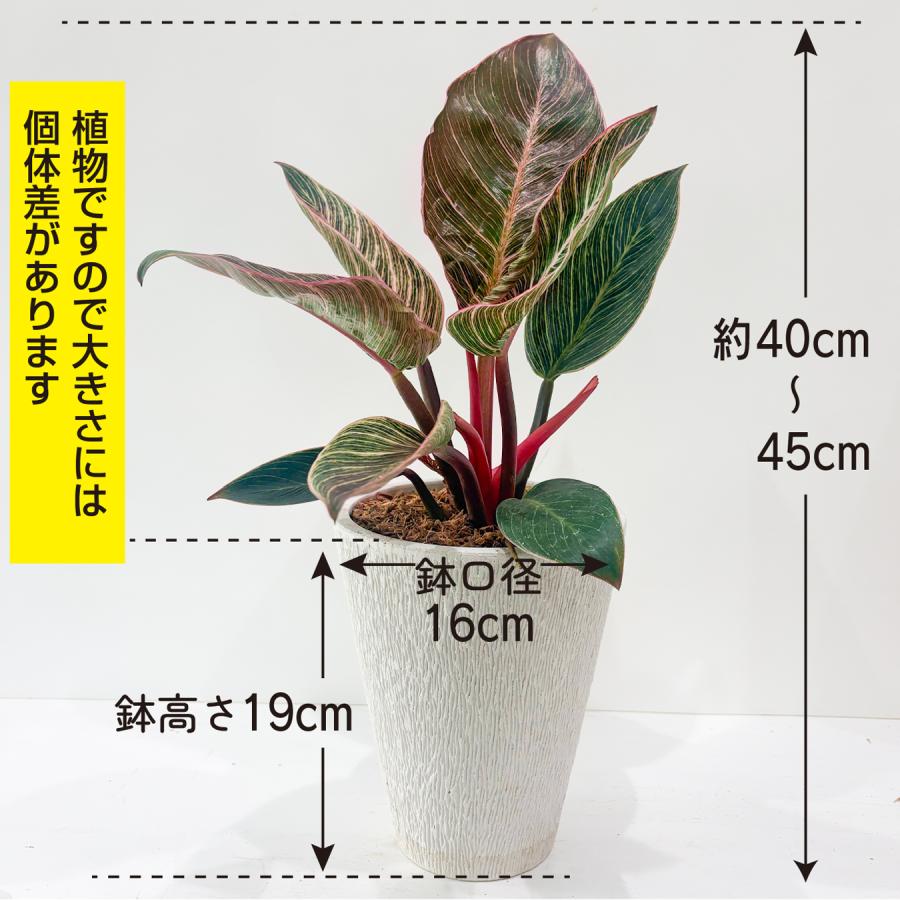 フィロデンドロン ピンクバーキン 5号 観葉植物 斑入り 珍しい ピンク