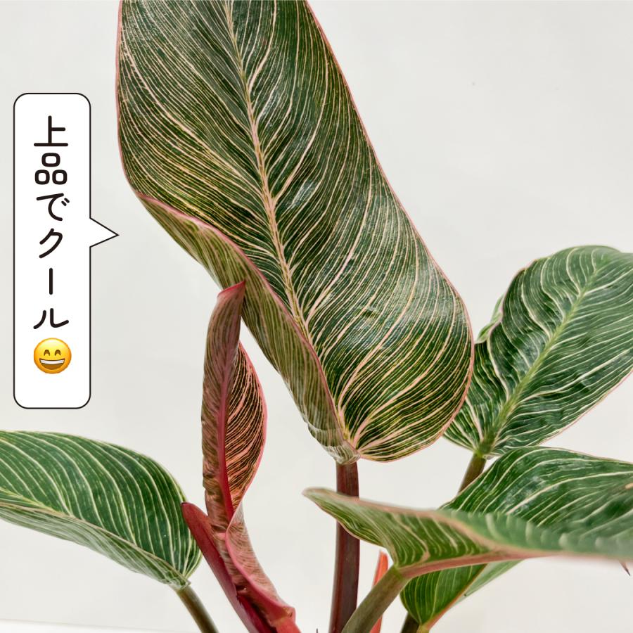 フィロデンドロン ピンクバーキン 4号 観葉植物 斑入り 珍しい ピンク
