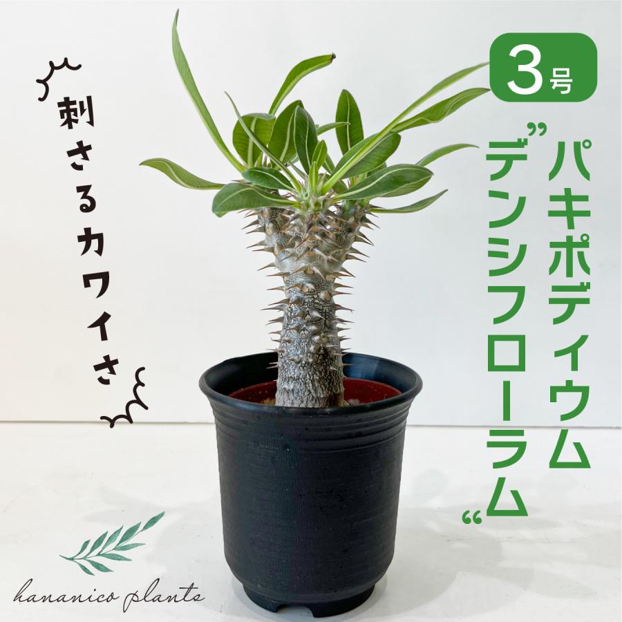お値下げ☆パキポディウム　デンシフローラム パキポディウム・デンシフローラム 大株 | Plants by THE CORE