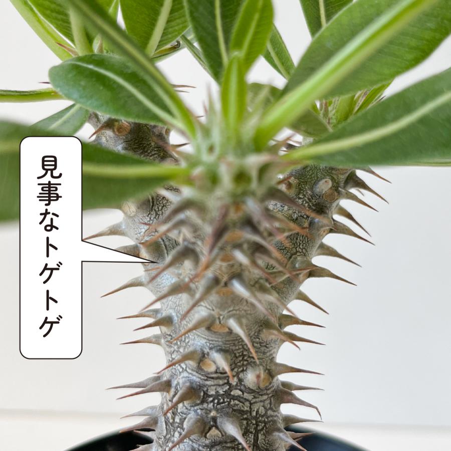 親株‼ 伝市鉢付き！！️ パキポディウムデンシフローラム シバの女王の玉櫛 親株‼ 伝市鉢付き！！️ パキポディウムデンシフローラム シバの