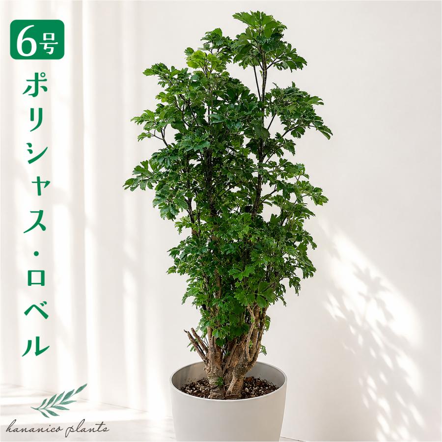 hananico ポリシャス・ロベル 6号 観葉植物 おしゃれ 鉢植え インテリアグリーン 室内 鉢植え