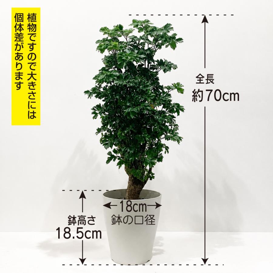 ポリシャス　ロベル　高さ約100㌢　8寸 hananico ポリシャス・ロベル 6号 観葉植物 おしゃれ 鉢植え