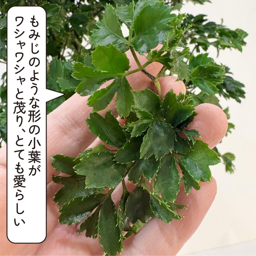 hananico ポリシャス・ロベル 6号 観葉植物 おしゃれ 鉢植え