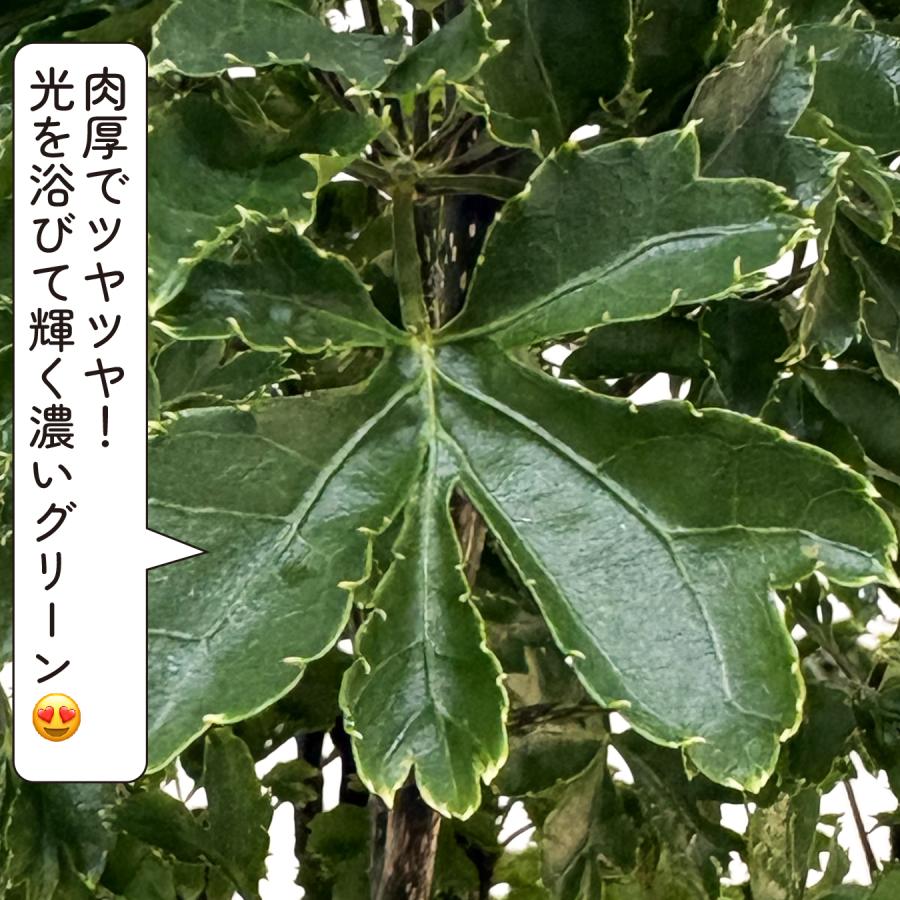 hananico ポリシャス・ロベル 6号 観葉植物 おしゃれ 鉢植え