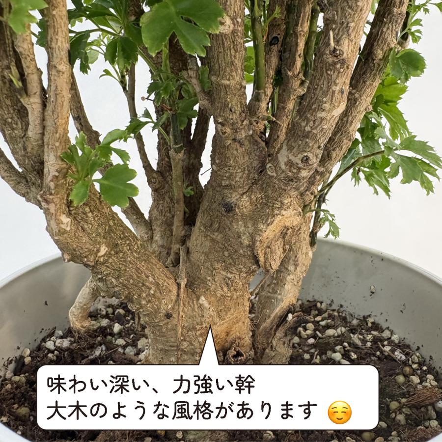 hananico ポリシャス・ロベル 6号 観葉植物 おしゃれ 鉢植え