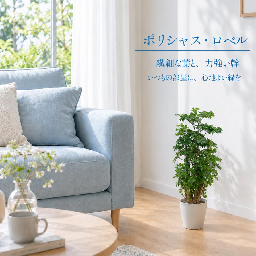 hananico ポリシャス・ロベル 6号 観葉植物 おしゃれ 鉢植え