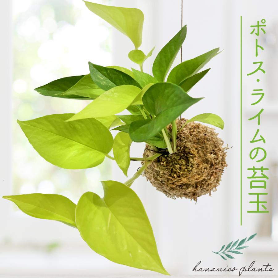 ポトス ライム 苔玉 観葉植物 鮮やかな ライムグリーン 吊るす
