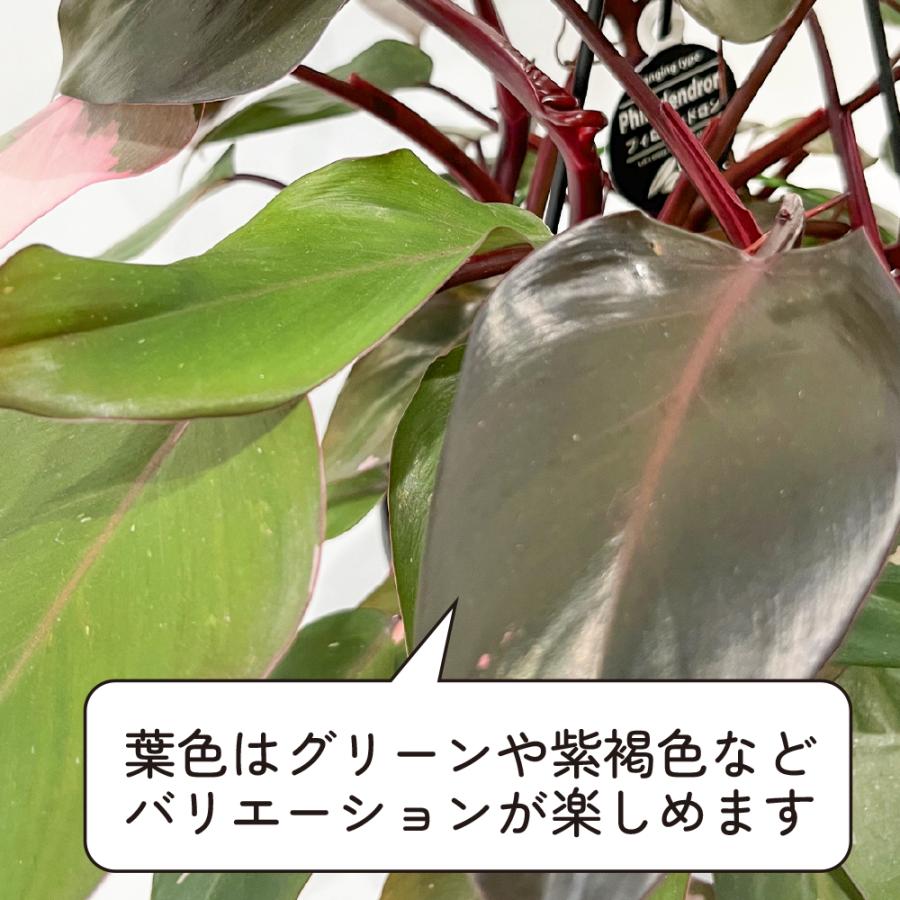フィロデンドロン ピンクプリンセス ピンクの斑入り 観葉植物 7 フィロデンドロン ピンクプリンセス ピンクの斑入り 観葉植物 7