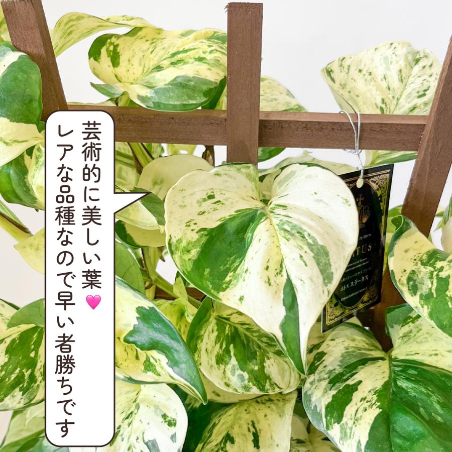ポトス ステータス ポトスの王様 観葉植物 斑入り品種 レア