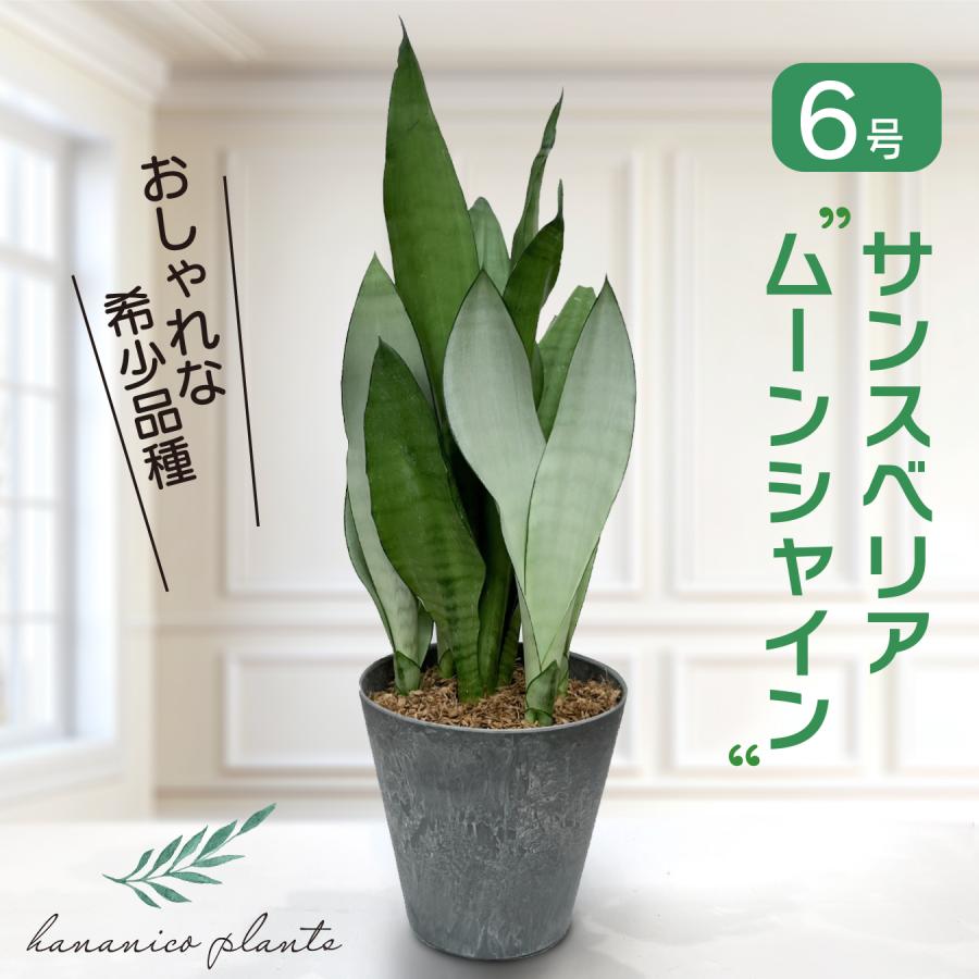 サンスベリア ムーンシャイン 6号 珍しい品種 本物 空気清浄 観葉植物